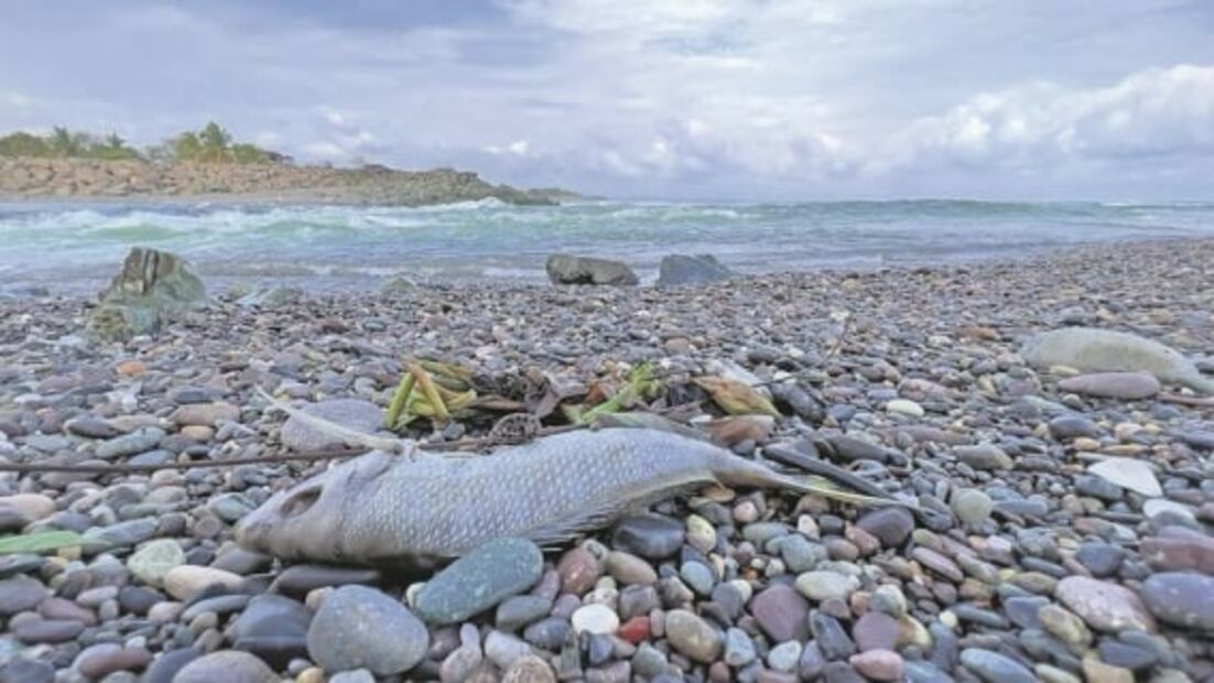 CFE, 29 años contaminando Petacalco