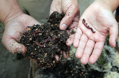 Científicos revelan que en la Sexta Extinción Masiva desaparecerían los invertebrados