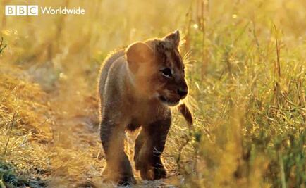 BBC también le competirá a Netflix