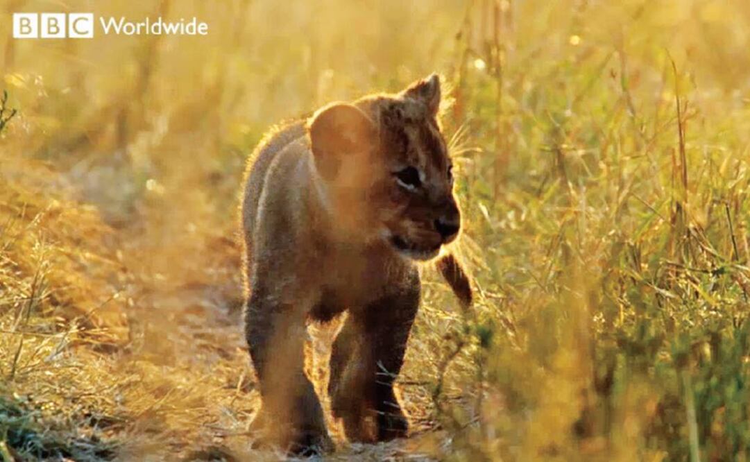 El contenido de su nueva plataforma se sustentará en la programación que usualmente se transmite por televisión. (FOTO: Archivo EL UNIVERSAL)