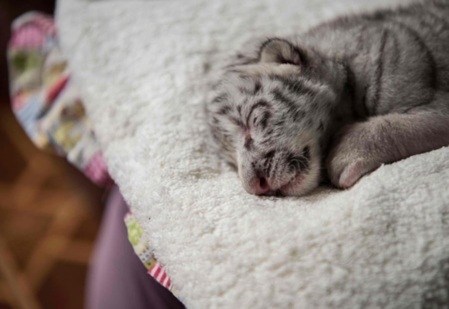 Por primera vez nace una tigresa blanca en cautiverio en América Central