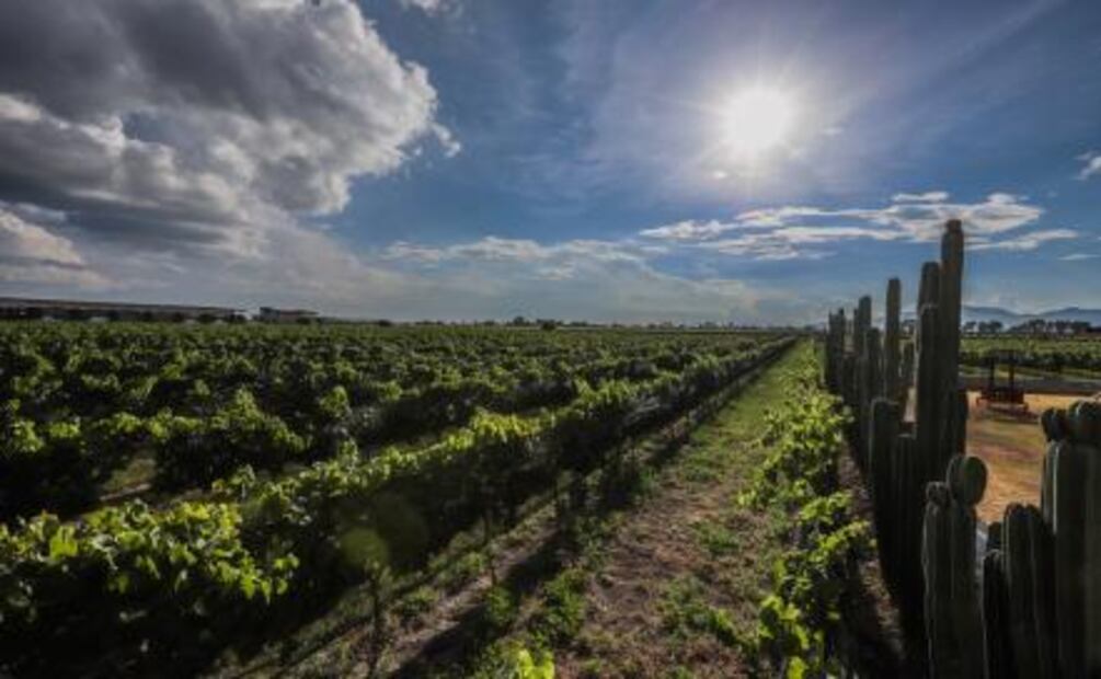 Querétaro: tierra de vinos