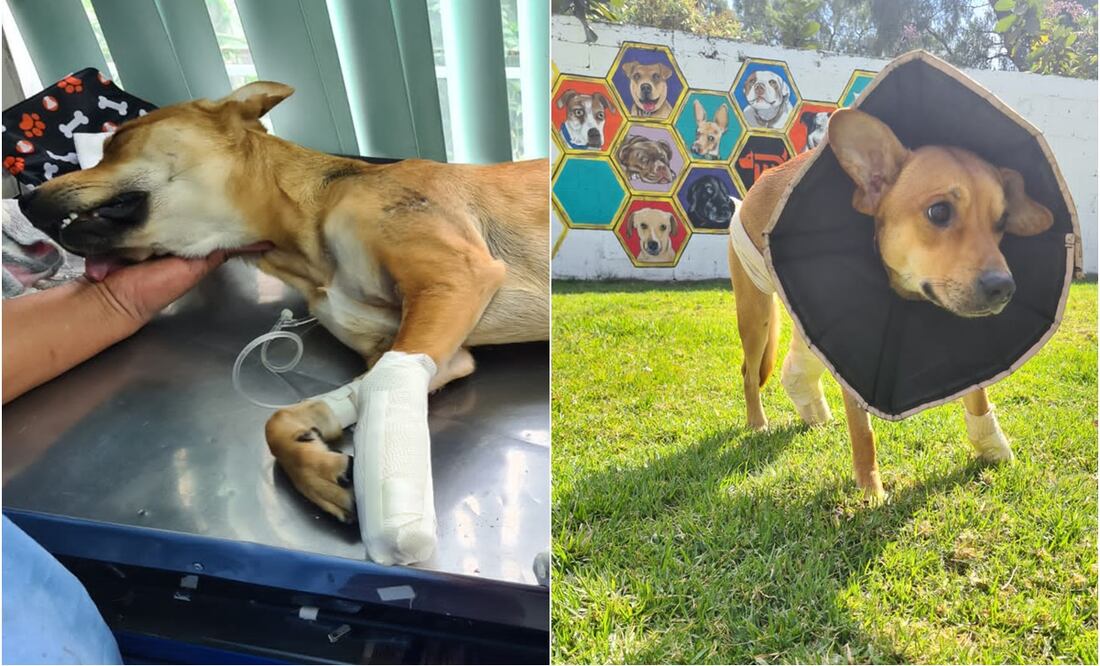 Tras ser rescatado, se recupera y ahora busca una nueva vida. FOTO. Especial/ EL UNIVERSAL/