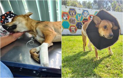 Lomito “Navi” sobrevive a operación tras ser rescatado por el Metro; ahora espera ser adoptado