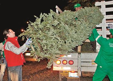 Centros de acopio aún reciben árboles de Navidad