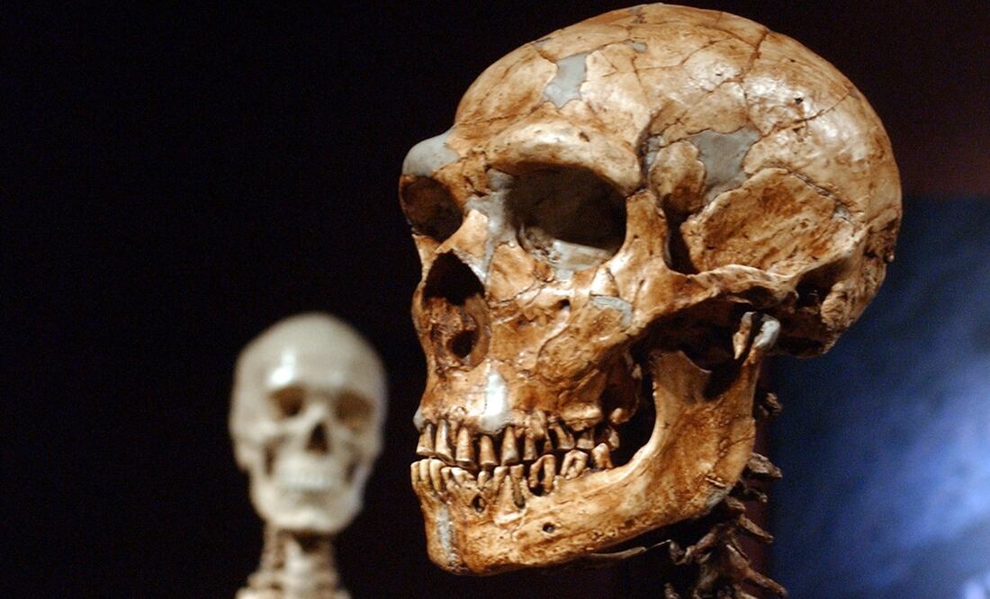 Imagen de la recreación de un cráneo neandertal. Foto: Archivo
