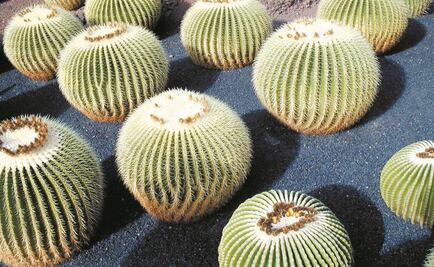 Zacatecas alberga cactáceas únicas que requieren protección