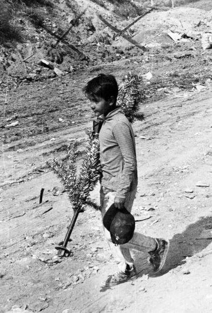 El árbol pagano que conquistó la Navidad