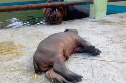 Hipopótamo mata a su cría en zoo de Acapulco