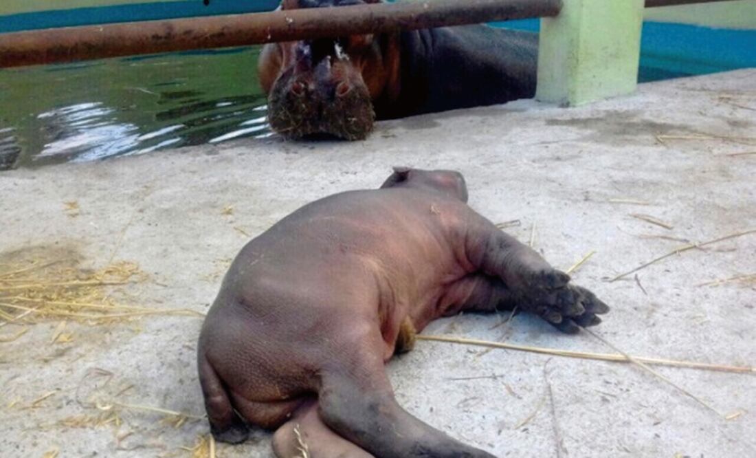 Tanquecito murió a los pocos días de nacido debido a golpes accidentales que le dio su madre al ponerse nerviosa. (PROFEPA)