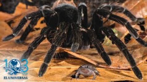 Captan arañas gigantes devorando ranas y lagartos