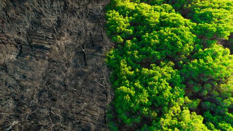 Día de la Tierra: por qué aún hay esperanza de revertir el daño que le hemos hecho a nuestro planeta