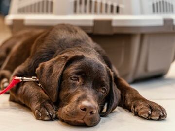 ¿Qué significa el vómito amarillo en los perros?; cuida la salud de tus mascotas