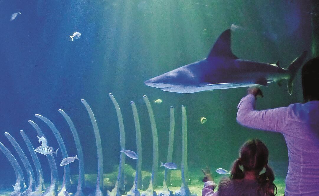 FOTO: Archivo. EL UNIVERSAL