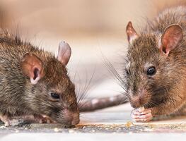 La poderosa mezcla con laurel y vinagre para ahuyentar a las ratas