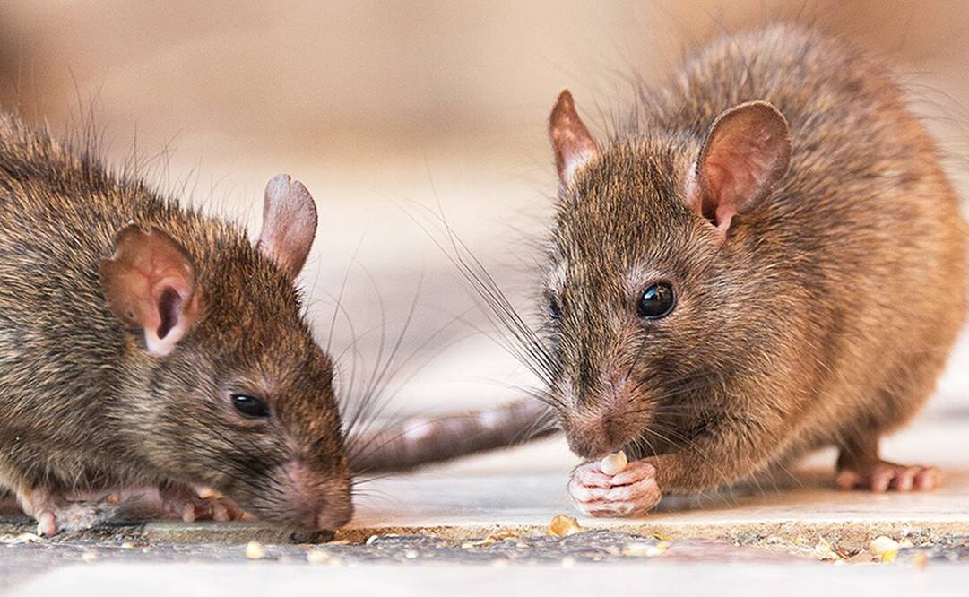 "Si comes aquí, estás cenando con ratas": la plaga de roedores invade Nueva York