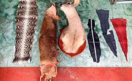 Profepa clausura comercio de venta ilegal de artículos elaborados con animales; había pieles de pitón y mantarraya