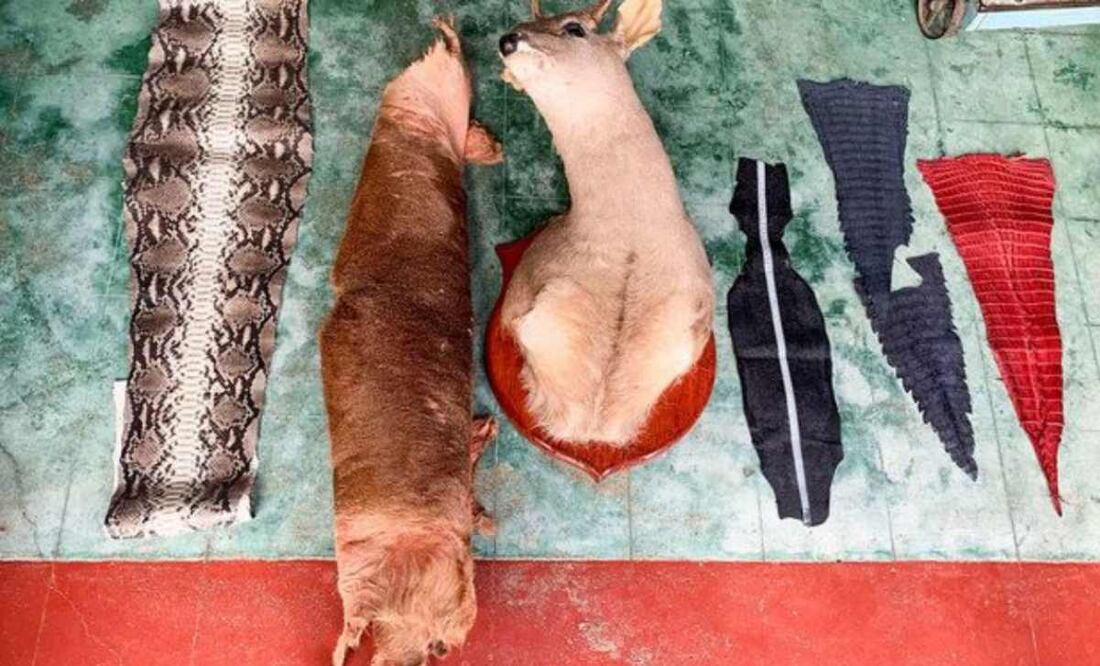 Artículos elaborados con fauna silvestre. Foto: Especial.