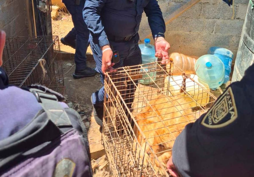 Elementos de la Brigada de Vigilancia Animal acudieron para rescatar al ejemplar sobreviviente, una hembra adulta de talla mediana. Foto: Especial