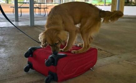 Perrita cruzó el Atlántico como "polizona" en un buque y sobrevivió así por 40 días