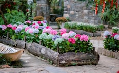 El truco para reproducir hortensias en casa; 5 pasos infalibles y errores que arruinan el proceso
