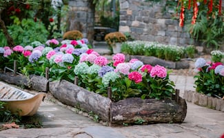El truco para reproducir hortensias en casa; 5 pasos infalibles y errores que arruinan el proceso
