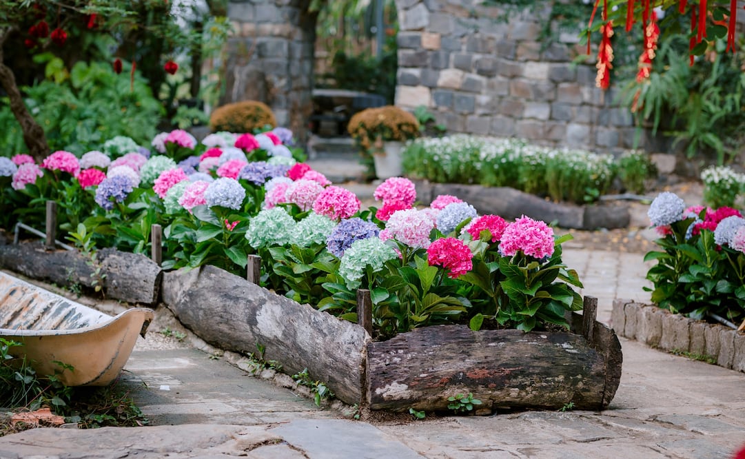 Las hortensias, conocidas por su tamaño y color, son una excelente flor para incorporar en primavera. Foto: Canva