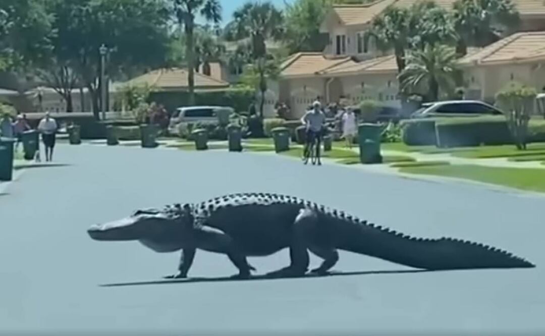 Un caimán de  casi tres metros de largo fue captado en Florida. Foto tomada de video