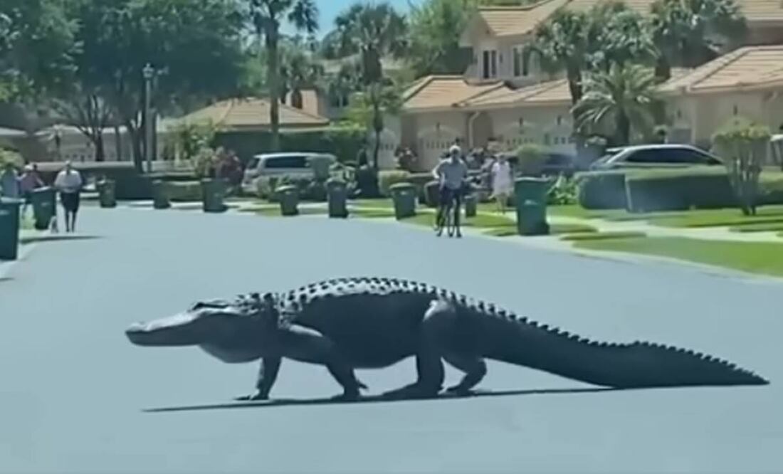 Un caimán de casi tres metros de largo fue captado en Florida. Foto tomada de video