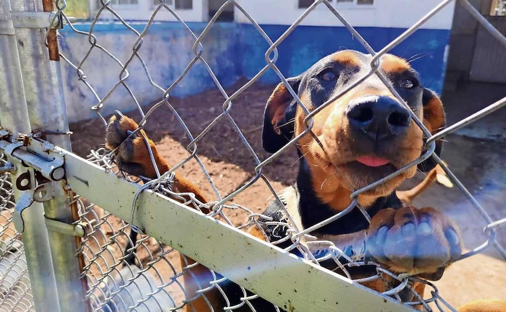 La brigada tiene actualmente a su cargo a 349 perros, 310 gatos, animales de granja y de fauna silvestre. Foto: Fabián Evaristo / EL UNIVERSAL