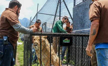 Llegan a Ciudad Victoria seis felinos asegurados en santuario Black Jaguar-White Tiger