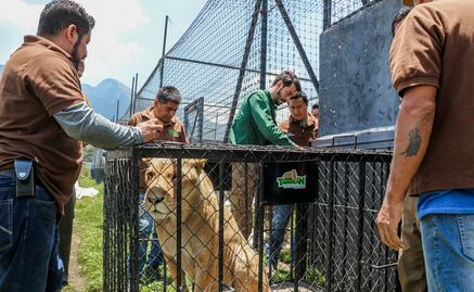 Llegan a Ciudad Victoria seis felinos asegurados en santuario Black Jaguar-White Tiger