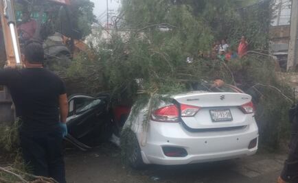 Muere automovilista al caerle árbol en Ecatepec