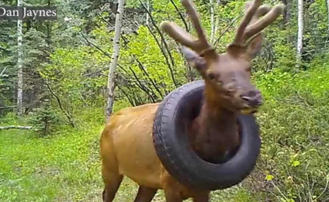 Foto: Captura de pantalla 