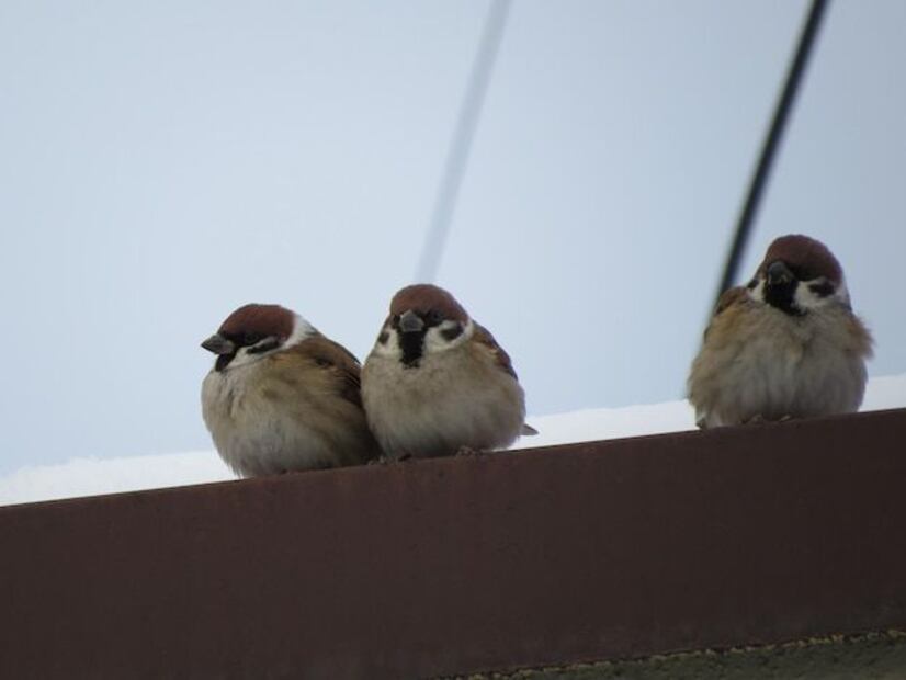 El sueño de las aves es un ejemplo asombroso de cómo los animales se adaptan a su entorno. Fuente: Freepik.