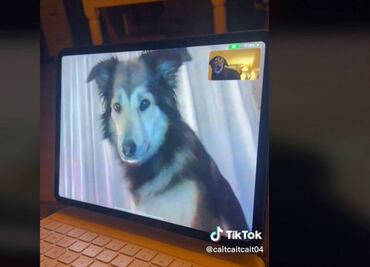 Rollo y Sadie: los Romeo y Julieta versión perruna que mantienen viva su relación con videollamadas