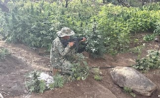 Marina erradica nueve plantíos de marihuana en cerro de Baja California; están ligados a una red criminal de San Quintín