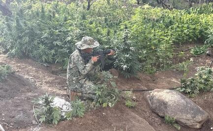 Marina erradica nueve plantíos de marihuana en cerro de Baja California; están ligados a una red criminal de San Quintín