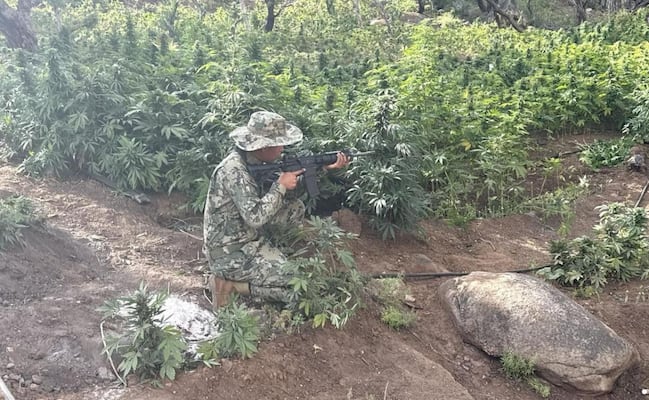 Marina erradica nueve plantíos de marihuana en cerro de Baja California; están ligados a una red criminal de San Quintín