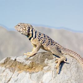 En riesgo, nueve tipos de lagartijas