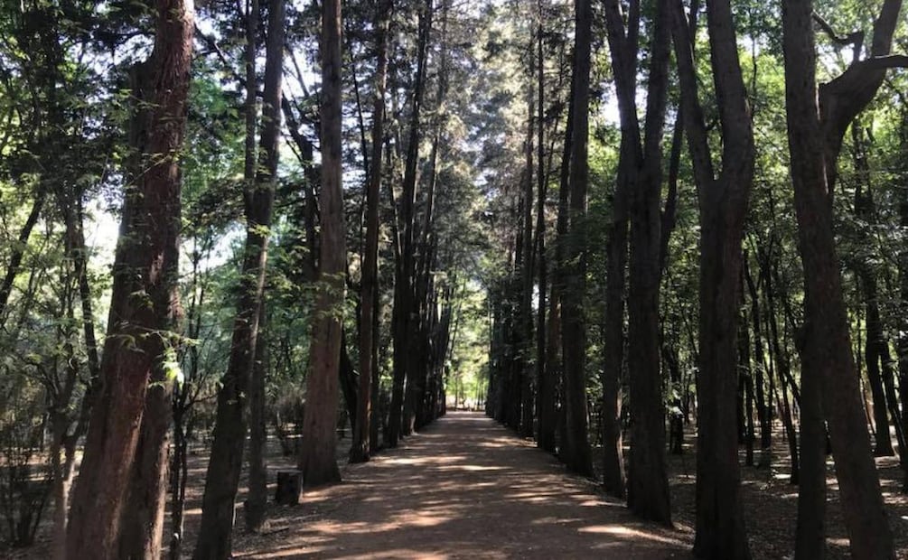 Parque Nacional Viveros de Coyoacán. Foto: Especial