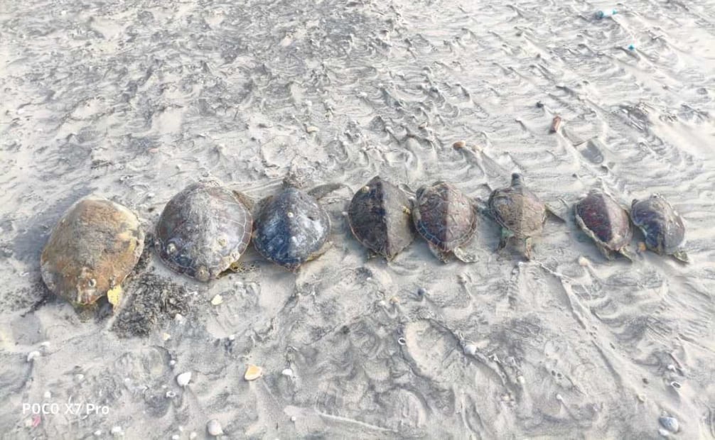 Alarmante muerte de tortugas (17/12/2025). Foto: Especial