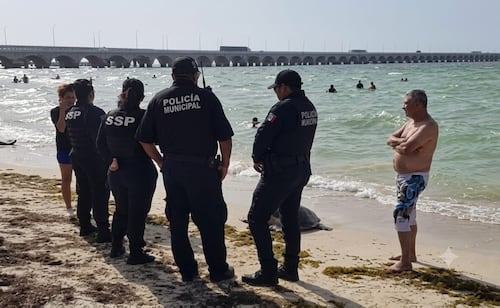 Recala tortuga carey sin vida en playas de Progreso, Yucatán; especialistas de Cetmar investigan causas del deceso