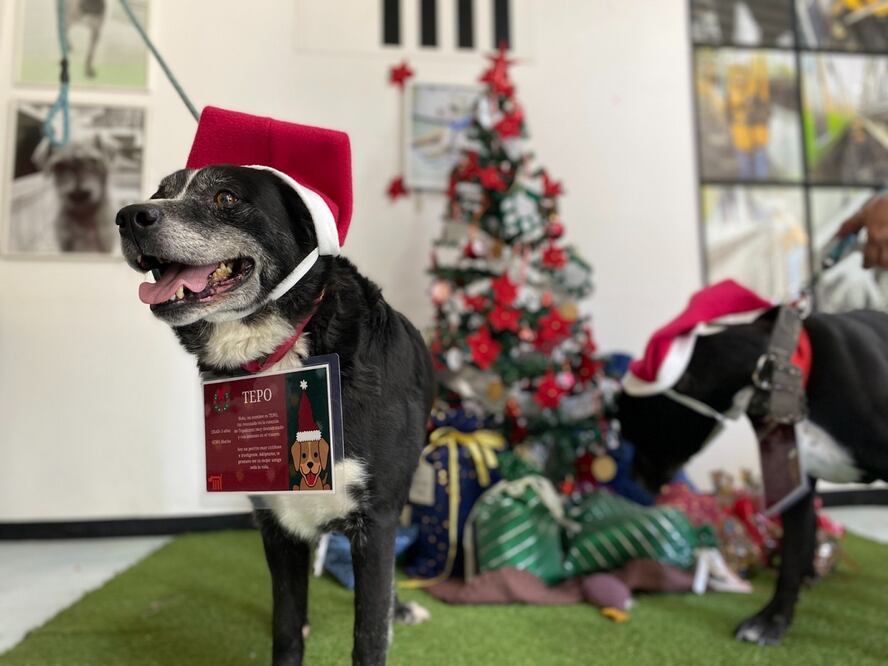 Los ayudantes de los Reyes Magos son perritos rescatados en el Metro. Foto. Especial