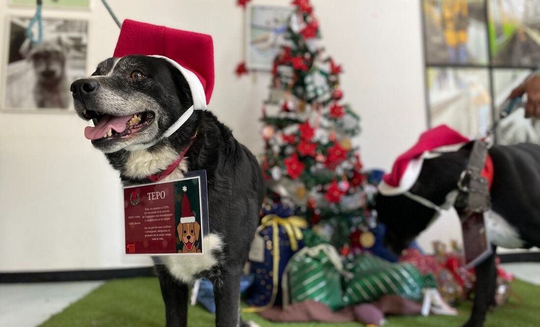 Los ayudantes de los Reyes Magos son perritos rescatados en el Metro. Foto. Especial
