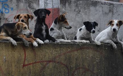 Jauría mata a niño de 3 años en León, Guanajuato