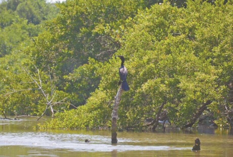 Urbanismo amenaza a manglar de Boca del Río