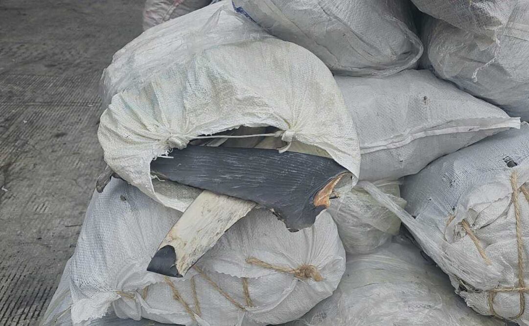 Marina asegura dos mil 433 kilogramos de aleta de tiburón en Baja California. Foto: Especial