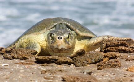 Resguardan más de 28 mil huevos en campos tortugueros de Tamaulipas; refuerzan acciones de protección 