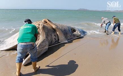 Hallan cadáver de ballena en isla venezolana